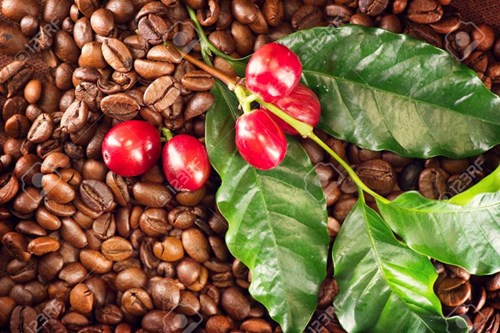 Giá cà phê Tây Nguyên hôm nay 25/8, đà tăng của giá cà phê thế giới được cho sẽ đẩy giá cà phê trong nước tăng mạnh tiến sát mức 34.000 đồng/kg.