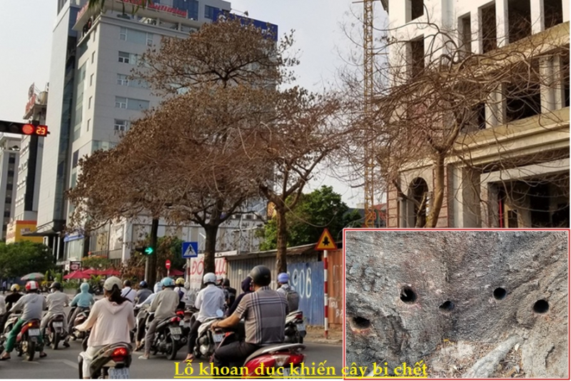 4 cây xanh gần 20 năm tuổi trên đường Lê Hồng Phong (TP Hải Phòng) chết bất thường trong thời gian ngắn. Hiện cơ quan công an đang điều tra làm rõ.