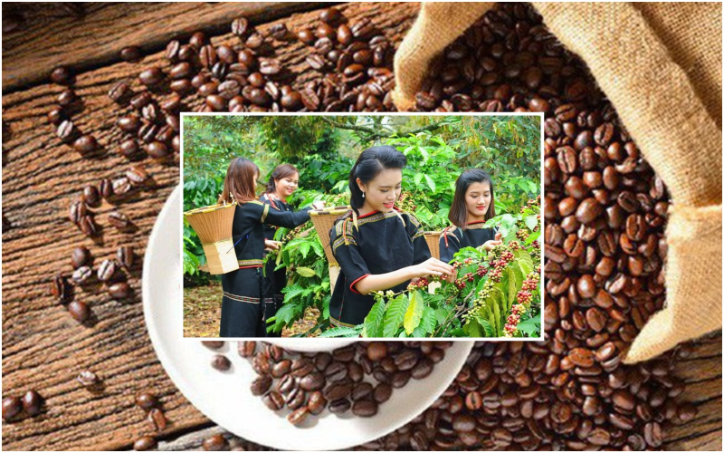 Giá cà phê hôm nay 5/9, tại Tây Nguyên ghi nhận giá cà phê nhân xô đầu giờ sáng tiếp tục tăng nhẹ. Giá cà phê phiến cuối tuần tăng do tác động giá cà phê thế giới.