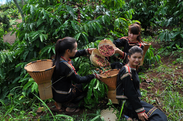 Thị trường giá nông sản hôm nay 6/9. phiên tăng nhẹ cuối tuần giúp cà phê nhích tăng, ngược người trồng tiêu Việt Nam ngụp lặn thua lỗ. Dưới dây cập nhật giá cà phê, giá tiêu mới nhất.