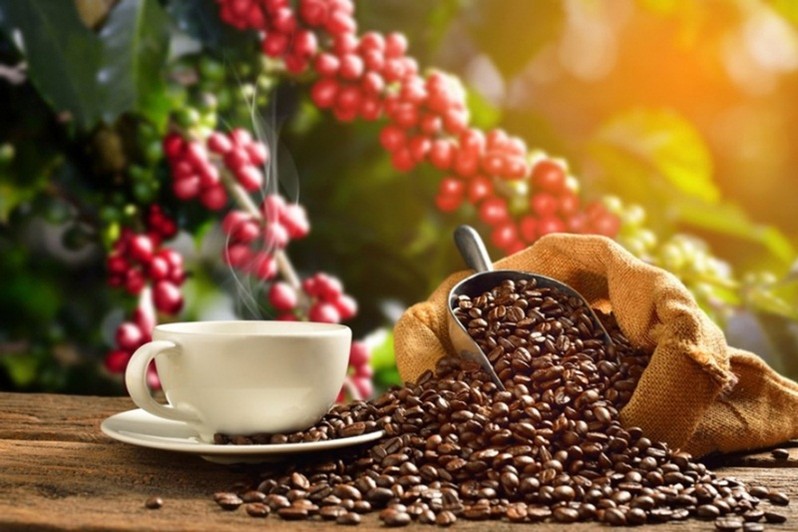 Giá cà phê hôm nay 8/9, thị trường giá nông sản trong nước ghi nhận giá cà phê nhân xô Tây Nguyên hôm nay giảm mạnh 300 đồng/kg theo giá thế giới