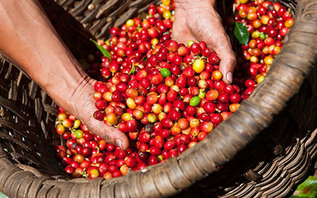 Thị trường giá nông sản 19/9/2020 hôm nay, ghi nhận các sàn giao dịch thị trường giá nông sản thế giới cho thấy giá tiêu tăng, giá cà phê giảm mạnh.