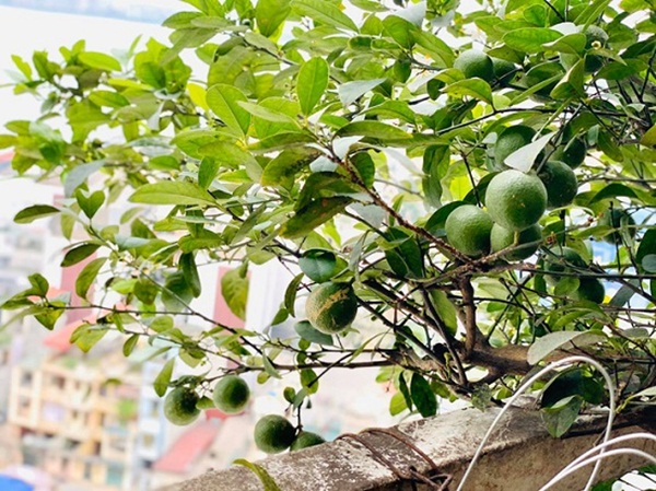  Ban công được Diễm Quỳnh hô biến thành một khu vườn nhỏ xanh mướt với rất nhiều loại cây trái khác nhau.
