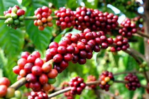 Giá cà phê 24/9/2020 hôm nay, sau nhiều ngày giảm giá cà phê thế giới và giá cà phê trong nước tăng trở lại theo đà tăng của cà phê Robusta tại sàn giao dịch London.