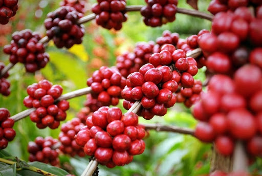 Giá cà phê hôm nay 2/10/2020, cập nhật giá cả cà phê tại Tây Nguyên và miền Nam ghi nhận giá cà phê lao dốc không phanh về mức dưới 31.000 đồng/kg.