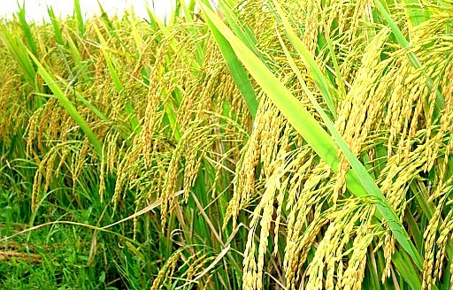 Giá lúa gạo hôm nay tại các tỉnh Đồng bằng sông Cửu Long tăng nhẹ với mức tăng từ 50 -100 đồng/kg. Thị trường lúa gạo sôi động trở lại khi thương lái hỏi mua nhiều hơn.