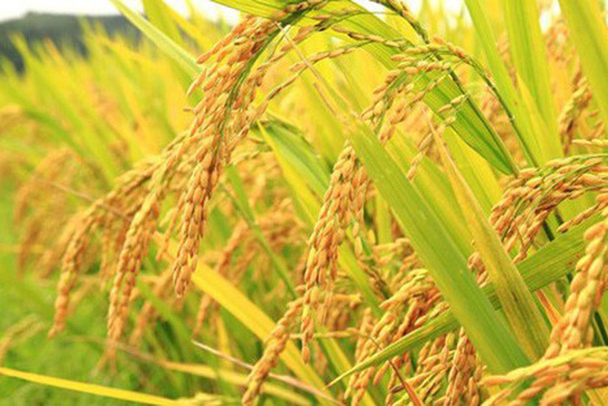 Giá lúa gạo hôm nay tại các tỉnh Đồng bằng sông Cửu Long không có biến động. Tại tỉnh An Giang giá lúa gạo gần như ổn định so với hôm trước.