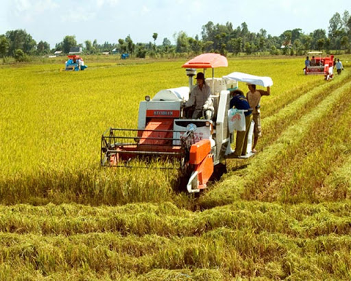 Giá lúa gạo hôm nay tại các tỉnh Đồng bằng sông Cửu Long không có biến động. Tại tỉnh An Giang giá lúa ổn định, trong khi giá gạo tăng nhẹ so với hôm trước.