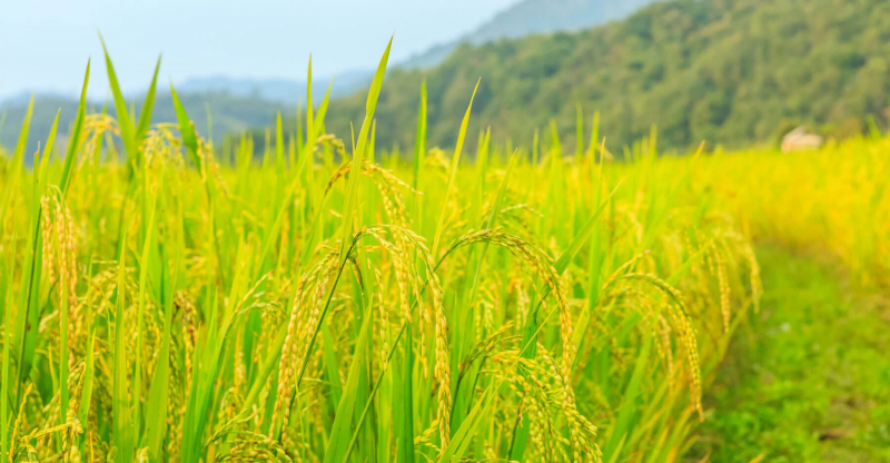 Giá lúa gạo hôm nay ngày 6/10, theo dự báo các chuyên gia diễn biến dịch Covid-19 phức tạp, các nước vẫn có xu hướng tích trữ lương thực, giá gạo dự báo tăng.