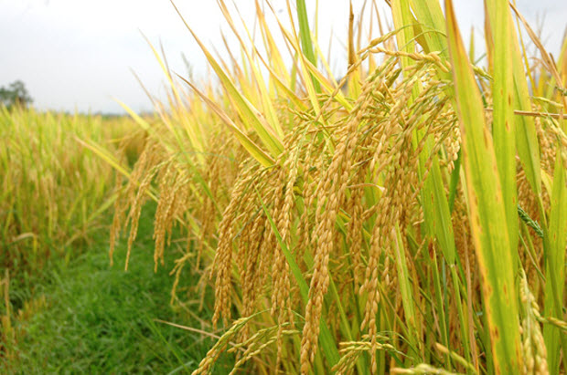 Giá lúa gạo hôm nay bật tăng mạnh