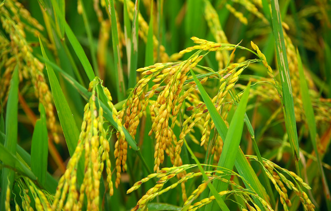 Giá lúa gạo hôm nay 7/10/2020, khảo sát thị trường lúa gạo tại các tỉnh Đồng bằng sông Cửu Long hôm nay giá lúa tươi bật tăng trở lại, giá lúa khô cũng trên đà đi lên.