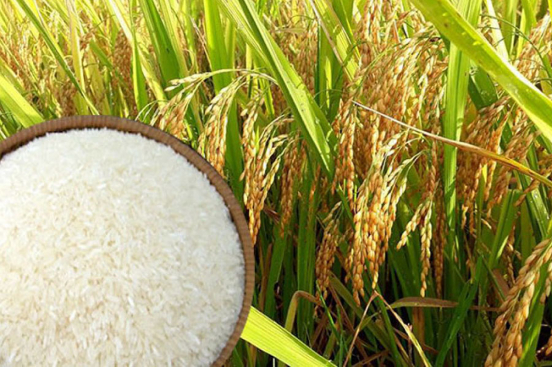 Giá gạo xuất khẩu Việt Nam tăng mạnh, cao hơn gạo Thái Lan