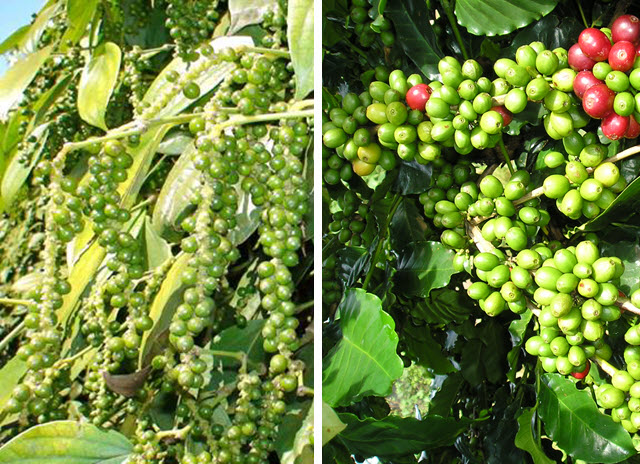 Thị trường giá nông sản 27/10, ghi nhận thị trường giá nông sản tại miền Nam, Tây Nguyên cho thấy, giá tiêu tiếp tục tăng mạnh lên ngưỡng gần 60.000 đồng/kg, giá cà phê tăng nhẹ.