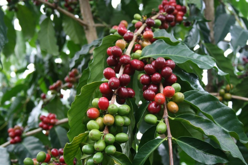 Thị trường giá nông sản hôm nay 6/11, trên thế giới giá cà phê Robusta tăng mạnh vượt mốc 1.300 USD/tấn, giá tiêu thế giới đi ngang khiến giá cả phê Tây Nguyên tăng mạnh, giá tiêu trong nước đi ngang.