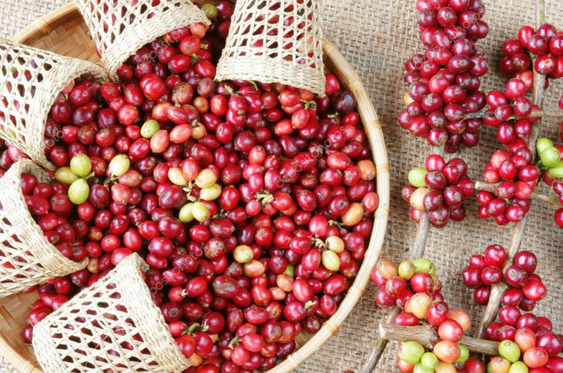Thị trường giá nông sản ngày 12/11, ghi nhận giá tiêu, giá cà phê Tây Nguyên tăng mạnh theo đà tăng giá tiêu tại sàn Kochi, giá cà phê sàn London.