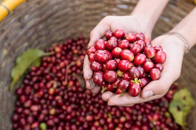 Giá cà phê trong nước giảm đầu năm mới 2021