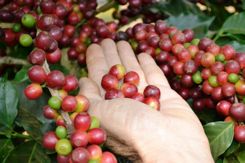 Thị trường giá nông sản hôm nay 9/2, theo Âm lịch hôm nay đã là 28 Tết, diễn biến giá cà phê thế giới giảm kéo giá cà phê trong nước giảm, giá tiêu trên thế giới hôm nay tăng.