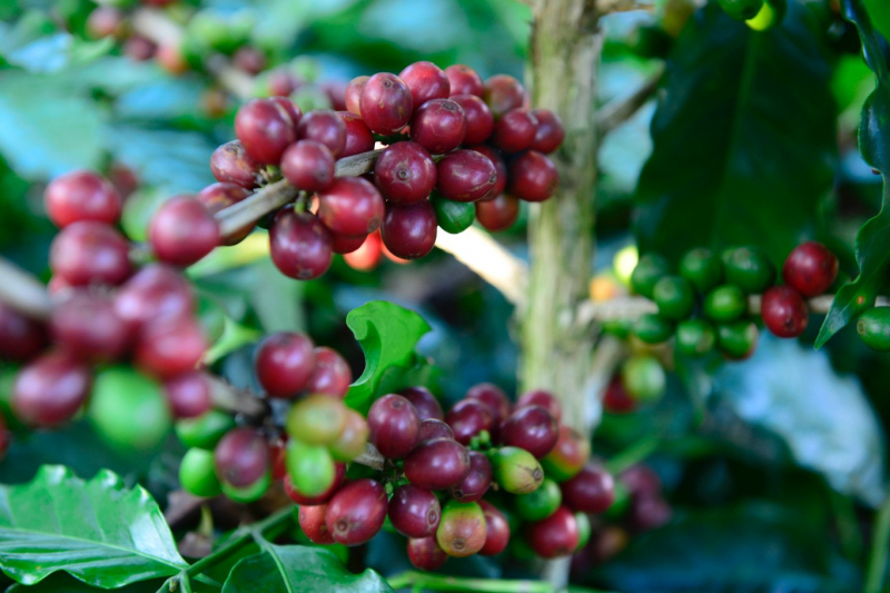Thị trường giá nông sản ngày 17/11, tiếp đà tăng mạnh hôm nay giá cà phê, giá tiêu Tây Nguyên, miền Nam tăng sốc. Giá tiêu dự báo tăng 70.000 đồng/kg.