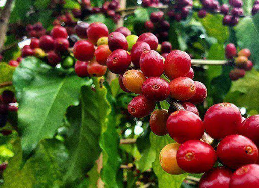 Thị trường giá nông sản hôm nay 10/4, phiên giao dịch cuối tuần giá cà phê do đà tăng của cà phê Robusta tại thị trường thế giới, giá tiêu trong nước cũng bật tăng mạnh.