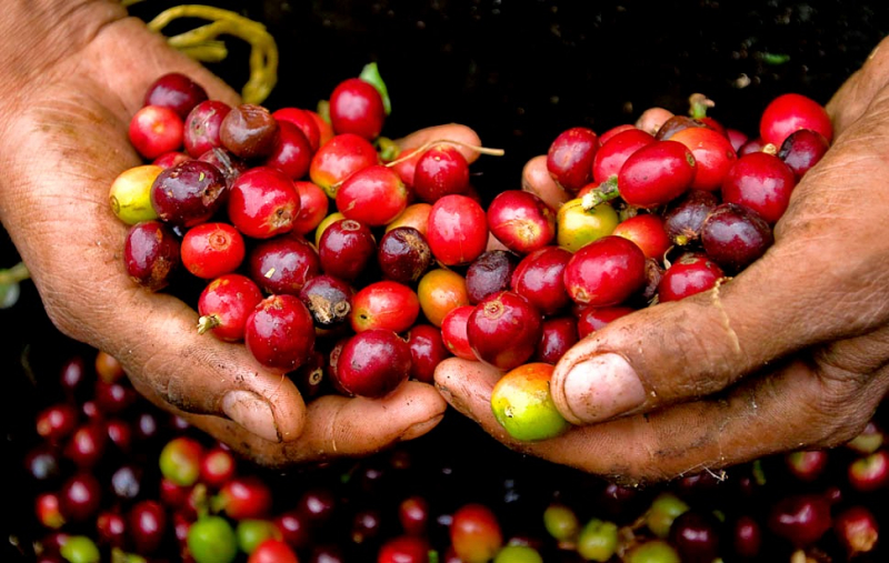 Thị trường giá nông sản ngày 24/11, ghi nhận các tỉnh trồng cà phê, hồ tiêu trọng điểm khu vực Tây Nguyên, miền Nam giá tiêu, giá cà phê hôm nay tăng nhẹ.