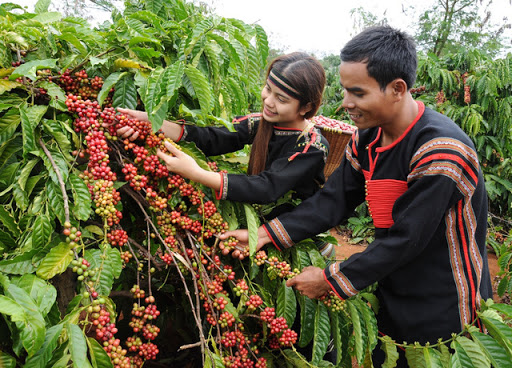 Thị trường giá nông sản ngày 25/11, nhiều khu vực Tây Nguyên đang vào vụ thu hoạch cà phê vì thế hiện giá cà phê đang giảm nhẹ, chiều ngược lại giá tiêu tăng mạnh.