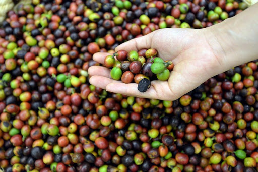 Thị trường giá nông sản ngày 28/11, giá cà phê Arabica tăng mạnh, trong khi đó giá tiêu trong nước tăng sốc hướng đến cán mốc 60.000 đồng/kg.