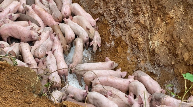 Hàng trăm con lợn nghi nhiễm bệnh bị vứt bỏ bên đường