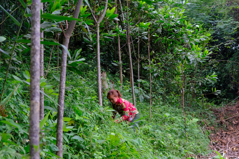 Chị Nông Thị Tám đang chăm sóc những cây keo của gia đình mình do Quỹ 1 triệu cây xanh cho Việt Nam và Vinamilk trao tặng
