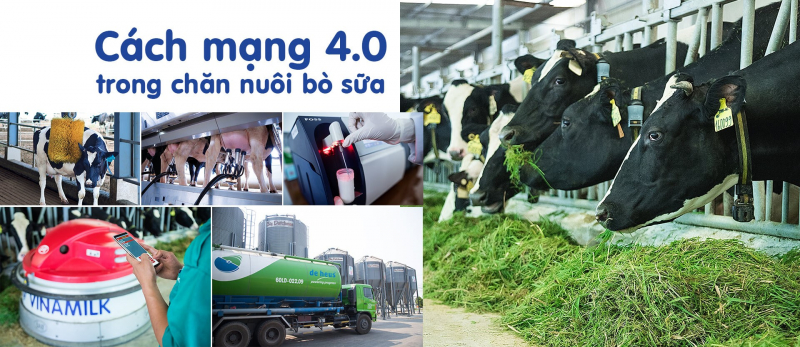 Ứng dụng thành tựu của cách mạng 4.0 và công nghệ chăn nuôi bò sữa tiên tiến để nâng cao năng suất và chất lượng sữa tươi nguyên liệu