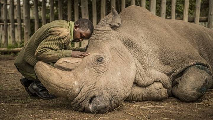Hình ảnh chú tê giác trắng đực cuối cùng - Sudan ra đi ở tuổi 45 vì già và nhiễm trùng
