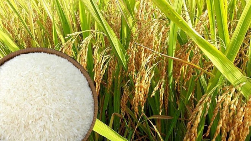 Giá lúa gạo hôm nay 22/12 ổn định ở mức giá cao. Giá thu mua lúa gạo trong nước hiện cao hơn cùng kỳ năm ngoái. Giá gạo xuất khẩu của Việt Nam cao nhất 9 năm qua.