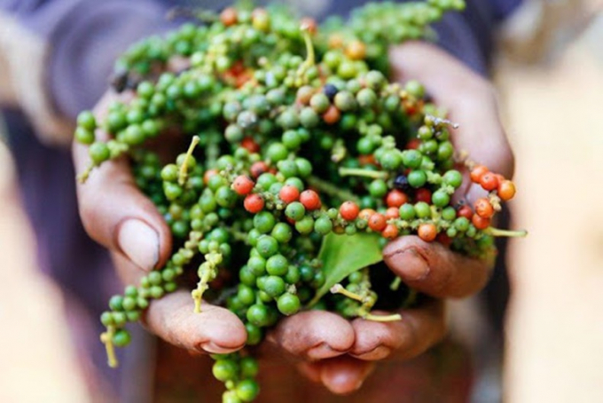 Thị trường giá nông sản ngày 24/12, khảo sát tại các tỉnh trồng cà phê, hồ tiêu trọng điểm Tây Nguyên và miền Nam