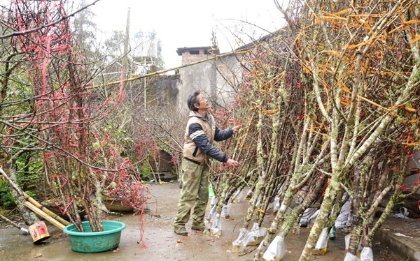 UBND dân huyện Vân Hồ đề xuất dán 11.000 tem cho hoa đào xuất xứ địa phương để tránh nhầm lẫn giữa đào trồng và đào rừng, thuận lợi cho việc tiêu thụ.