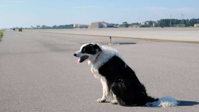 An ninh sân bay Thọ Xuân đã phát hiện một chú chó lọt qua hàng rào an ninh, nhởn nhơ trong khu bay. Ảnh minh họa