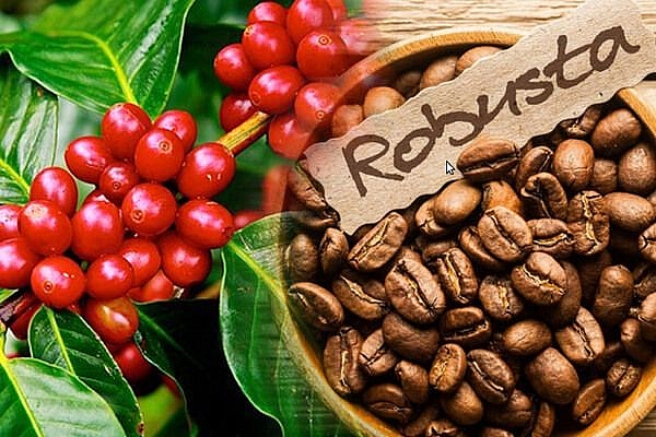 Giá tiêu hôm nay Tây Nguyên và miền Nam trong khoảng 51.000 - 53.500 đồng/kg. Sản lượng hồ tiêu năm 2021 có thể giảm từ 25 - 30%, giá cà phê giảm 200 - 300 đồng/kg