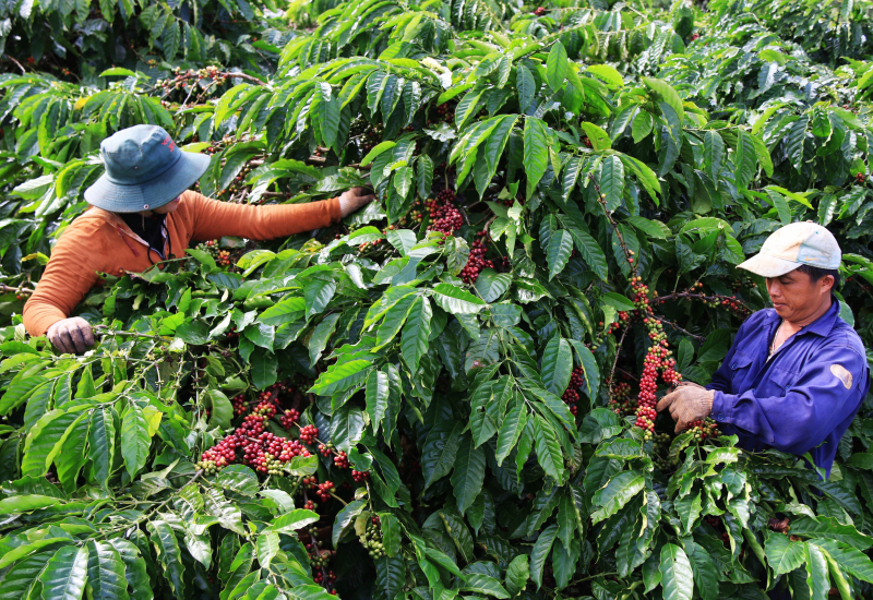 Thị trường giá nông sản hôm nay 12/5, giữa tuần giá cà phê bật tăng trở lại, giá tiêu khu vực Tây Nguyên, miền Nam duy trì dưới mức 70.000 đ/kg.