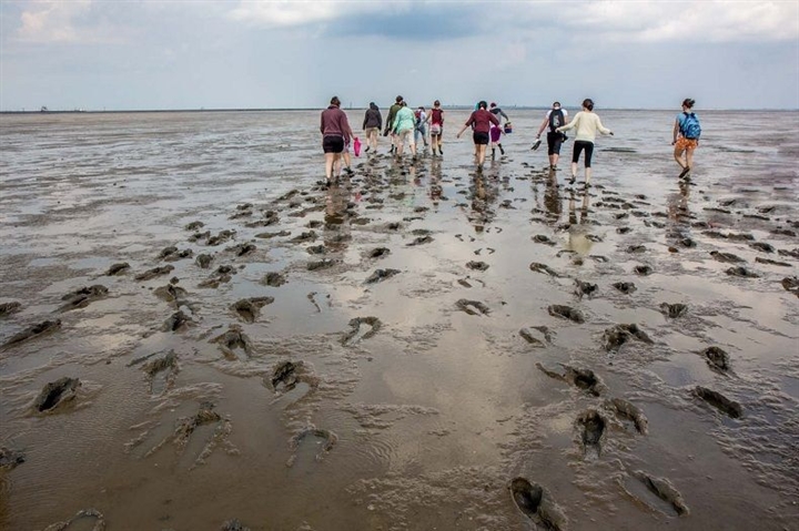 Du khách trải nghiệm lội bùn tại bãi biển Wadden.