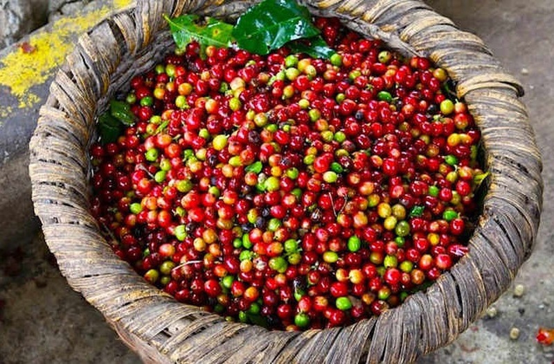 Giá cả thị trường nông sản hôm nay 20/12, dự báo giá cà phê, giá tiêu sẽ tiếp tục tăng, ít nhất cho đến quý I/2022