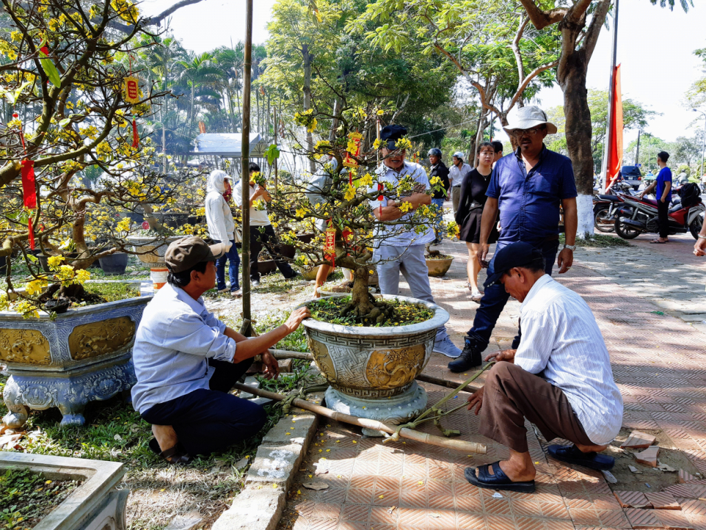 Vừa bán được cây mai Huế với giá 25 triệu đồng, một chủ vườn mai ở Huế cho hay, dịp Tết này, họ chở đến hơn 30 gốc mai để bán, cây cao nhất tầm 70 triệu đồng, thấp nhất khoảng 8 triệu đồng.