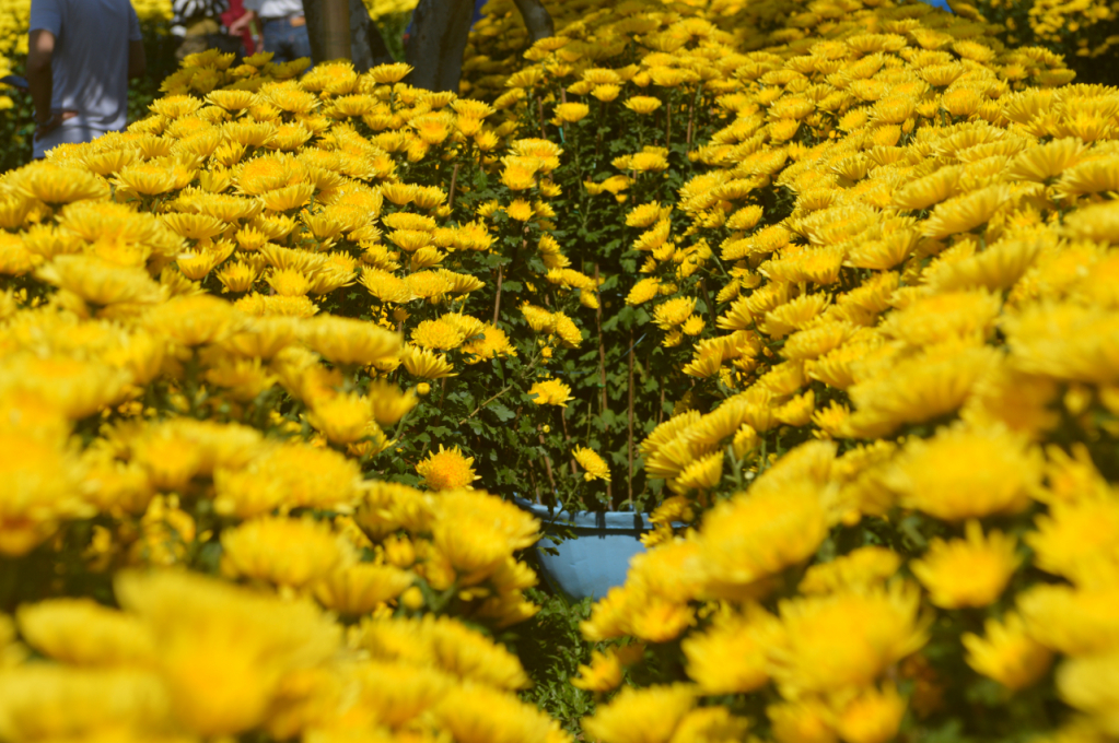 Để phục vụ Tết Nguyên đán Canh Tý 2020, nhiều khu chợ hoa được hình thành để phục vụ nhu cầu tiêu dùng Tết của người dân Cố đô Huế.
