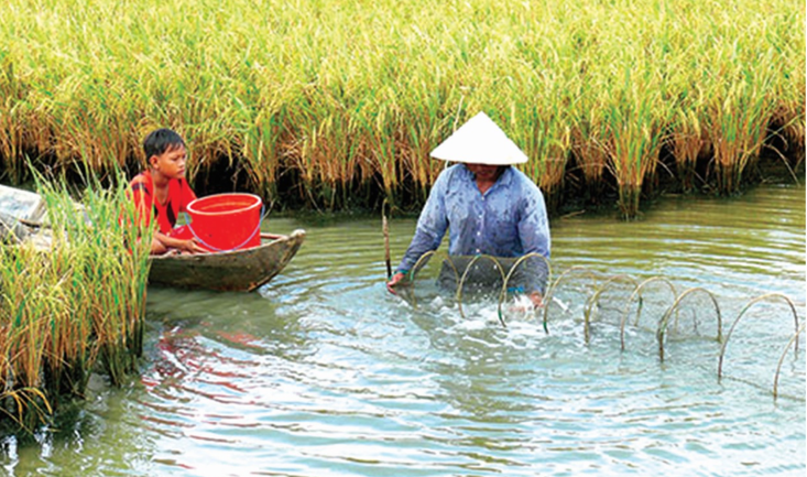 mo-hinh-tom-lua-giup-tang-loi-nhuan-cho-nong-dan.-2-.png