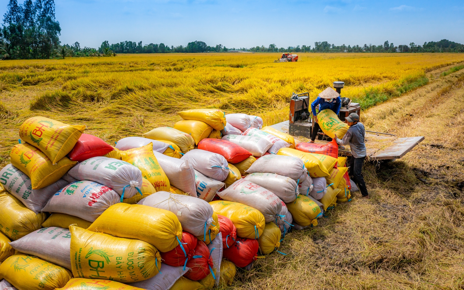 Ngân hàng Nhà nước yêu cầu đảm bảo vốn thu mua lúa gạo - 1