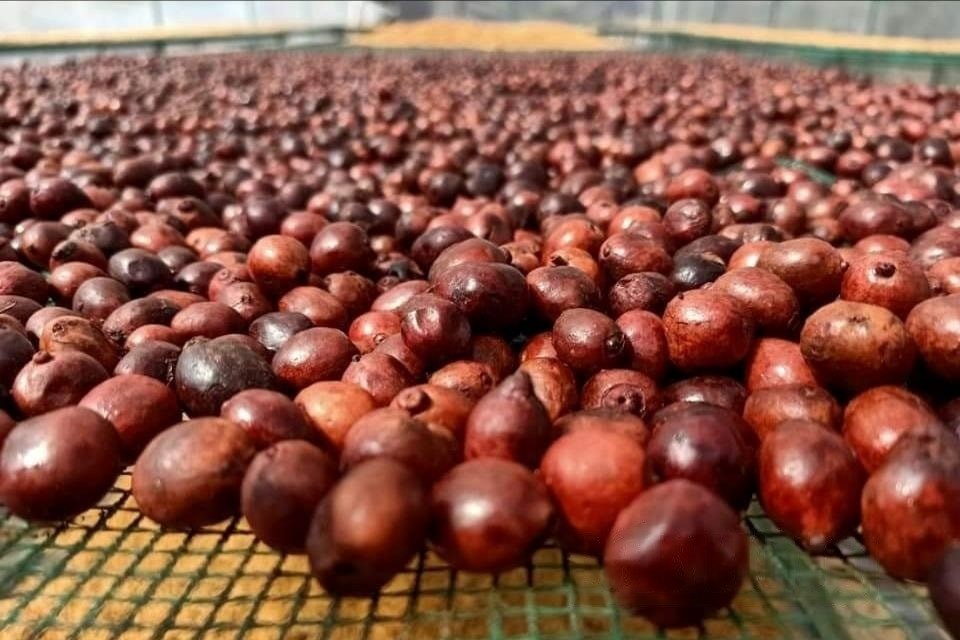 chat-luong-nong-san-dang-duoc-nang-len-qua-cac-quy-trinh-san-xuat-ma-htx-trien-khai-rong-rai-cho-cac-xa-vien-ap-dung-va-nhan-rong-1745119556.jpeg