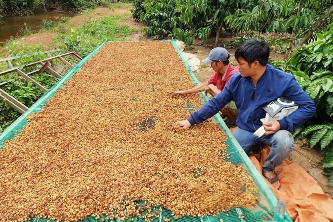 htx-nong-nghiep-cong-bang-thanh-thai-o-huyen-krong-no-huong-dan-thanh-vien-htx-san-xuat-ca-phe-chat-luong-cao-1745119522.jpeg