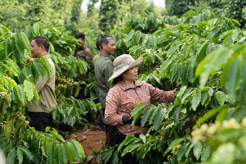 73.5-trieu-cay-giong-chat-luong-cao-khang-benh-da-duoc-phat-cho-nong-dan-thong-qua-du-an-nescafe-plan.jpg