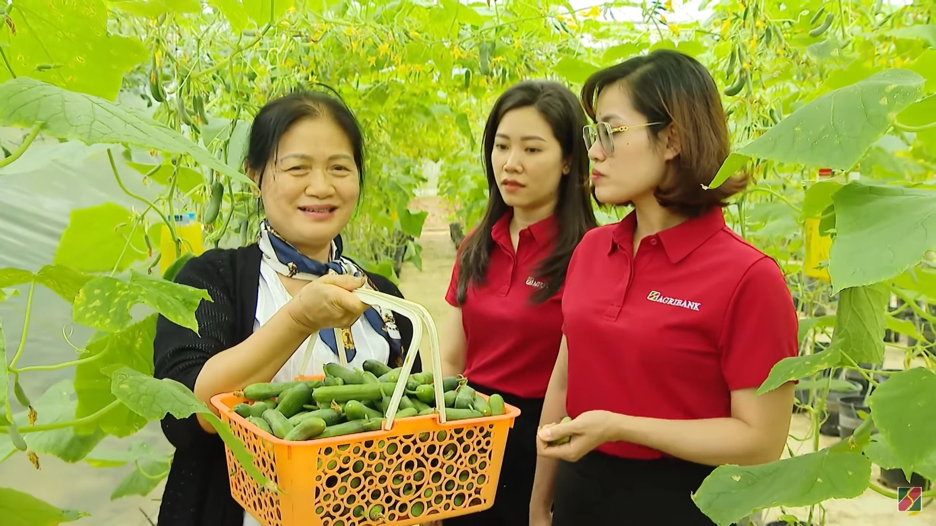 ba-nguyen-thi-tam-dang-dua-can-bo-agribank-thu-hoach-vuon-ca-chua-trong-nha-mang..png
