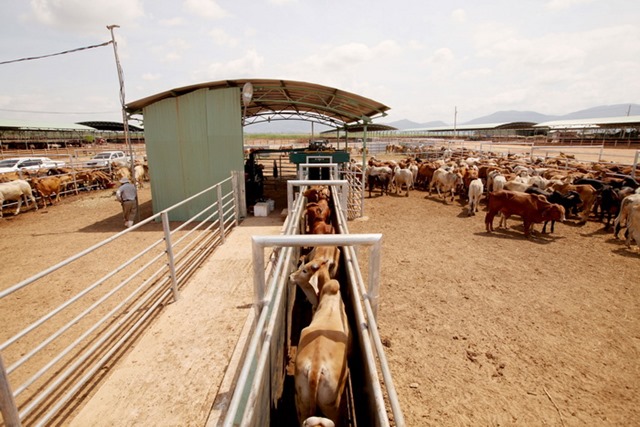 Doanh thu bán bò của HAGL Agrico giảm mạnh