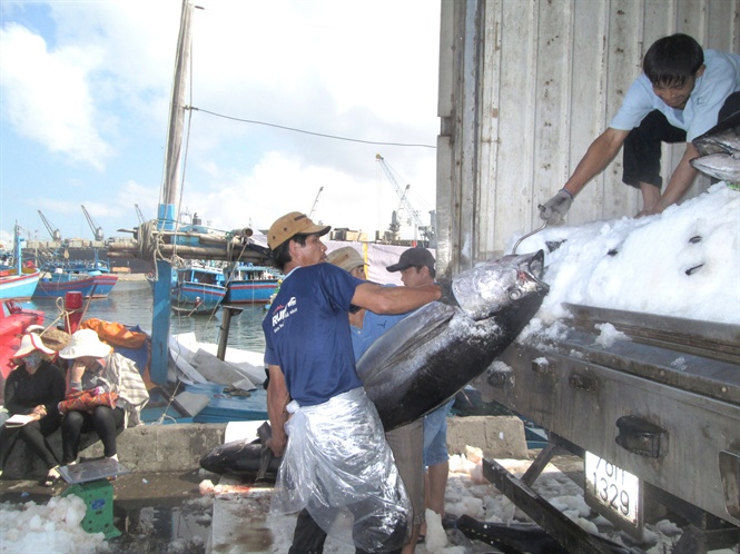  Thương lái thu mua cá ngừ đại dương