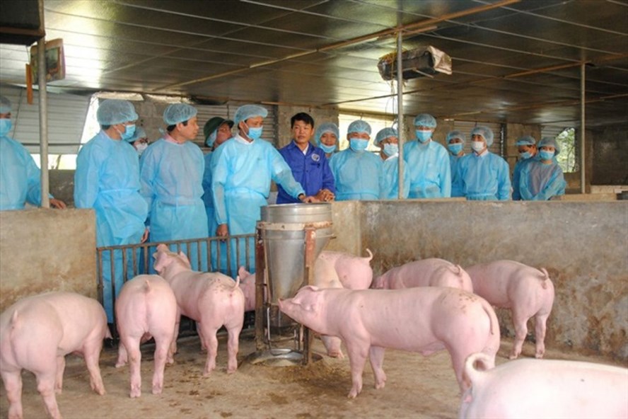 Các chuyên gia dịch tễ bày tỏ lo ngại, khả năng dịch tả lợn châu Phi sẽ còn tiếp tục lan rộng bởi cơ chế “sống dai dẳng” của virus gây dịch ASF ngoài môi trường.  