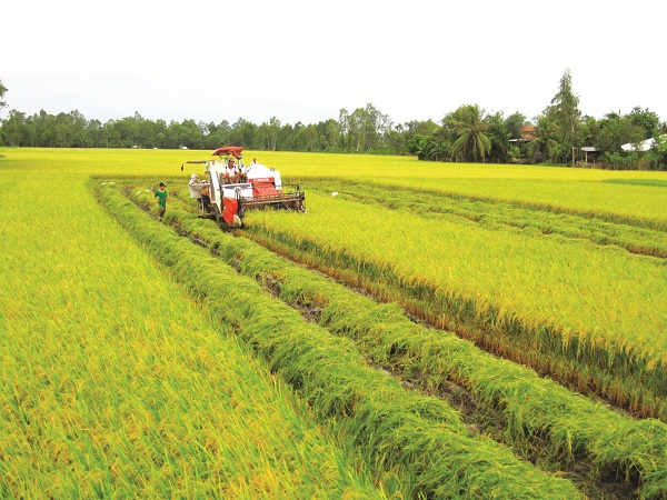 Dự đoán trong năm nay kim ngạch xuất khẩu gạo của Việt Nam vào Trung Quốc sẽ giảm mạnh.